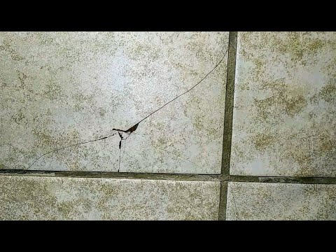 How to fix broken floor tile (using hand tools)