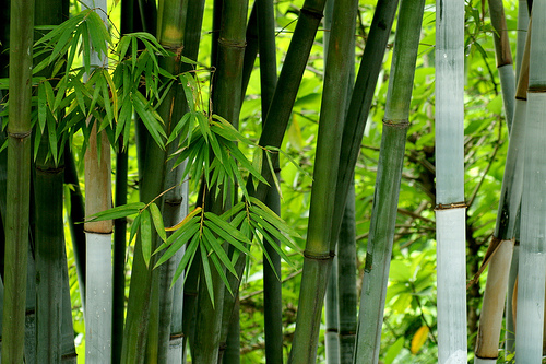 how to cut bamboo, cutting bamboo, how to cut bamboo plant, can you cut bamboo and replant, cutting lucky bamboo, best way to cut bamboo, cutting dried bamboo, cut bamboo, best tool to cut bamboo, best tool for cutting bamboo, cutting down bamboo, saw for cutting bamboo, bamboo cutting, best tool to cut down bamboo